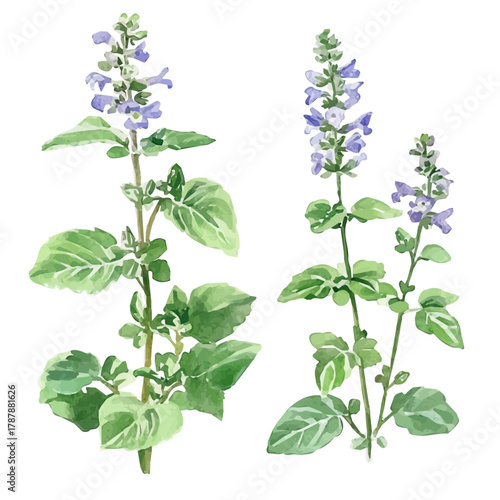 A hand-drawn illustration painting of a catnip herb in soft watercolor style, featuring delicate brush strokes, isolated on a white background, artistic, painted design, EPS format