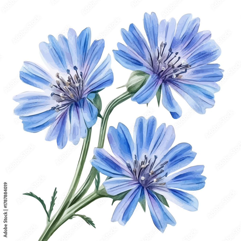 Fototapeta premium A hand-drawn illustration painting of a chicory flowers in soft watercolor style, featuring delicate brush strokes, isolated on a white background, artistic, painted design, EPS