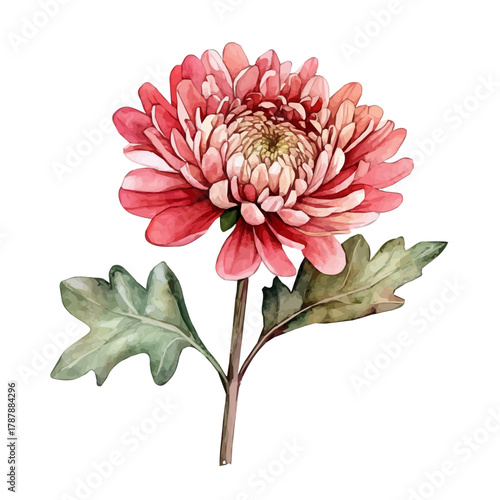 A hand-drawn illustration painting of a chrysanthemum flower in soft watercolor style, featuring delicate brush strokes, isolated on a white background, artistic, painted design, EPS format