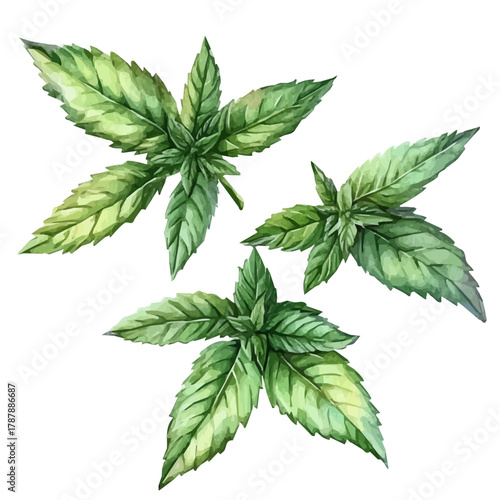 Painted in watercolor, this artistic damiana leaves features a clean composition, hand-drawn with elegance, isolated on white, vector EPS. vectorized