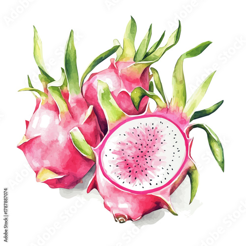 Painted in watercolor, this artistic dragon fruit slices features a clean composition, hand-drawn with elegance, isolated on white, vector EPS. fruits vectorized