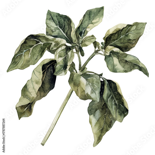 Painted in watercolor, this artistic dried basil features a clean composition, hand-drawn with elegance, isolated on white, vector EPS. fruits vectorized