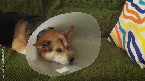 Sick Dog Resting on Sofa.
A tired corgi mix wearing a recovery collar lies quietly on a couch, resting and healing at home.