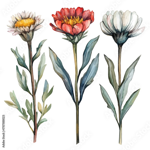 A hand-drawn illustration painting of a everlasting flower in soft watercolor style, featuring delicate brush strokes, isolated on a white background, artistic, painted design, EPS format