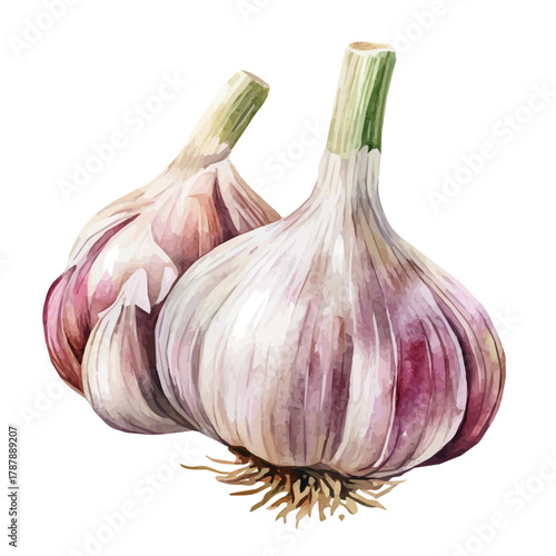 Painted in watercolor, this artistic garlic bulb features a clean composition, hand-drawn with elegance, isolated on white, vector EPS. fruits vectorized