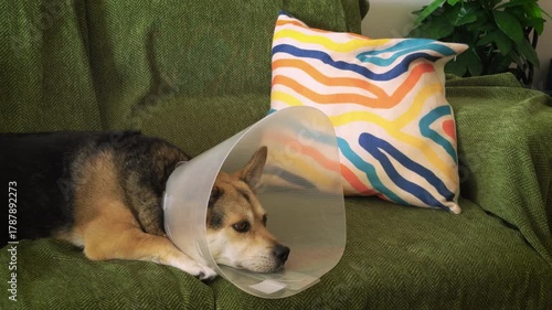 Pet Recovery after Surgery.
Corgi mix dog wearing a protective collar recovers peacefully in a warm, cozy home.