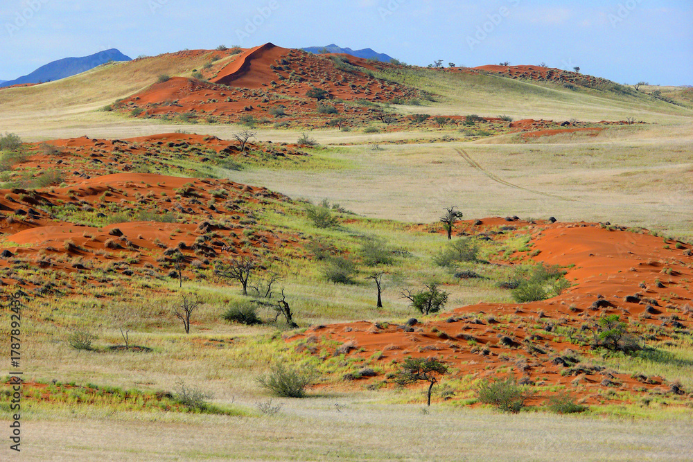 Fototapeta premium green Namib desert after the rain 