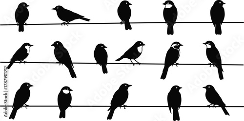 Bird silhouette, perched birds, wire pattern, nature icon, black vector, flock pose, wildlife design, flying species, flat illustration, art