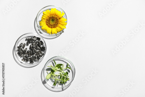 Petri dishes with sunflower...