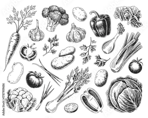 Hand drawn sketch collection of fresh vegetables on white background