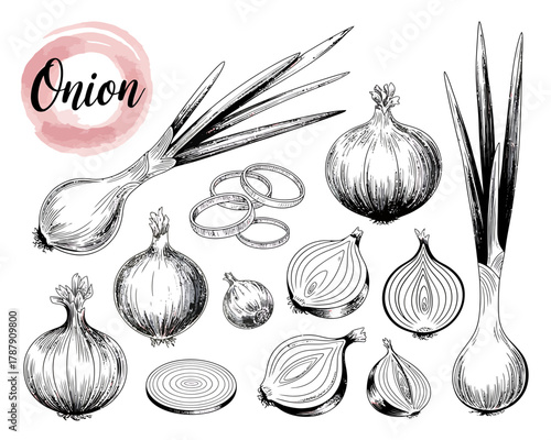 Hand drawn sketch of various onions and onion slices