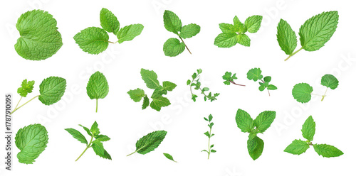 A assortment of fresh green mint leaves arranged artistically on a clean white background. their diverse shapes and textures. ideal for culinary or herbal usage