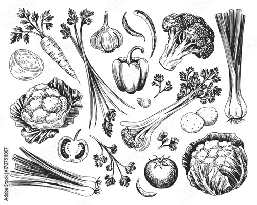 Hand drawn sketch of assorted fresh vegetables on white background