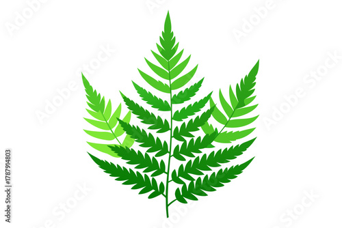 fern leaf isolated on white