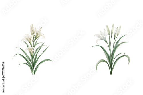 Blooming lilies with green leaves arrangement. Floral botanical flowers blossom. White petals flower. Art design. Spring bloom. Floral art.