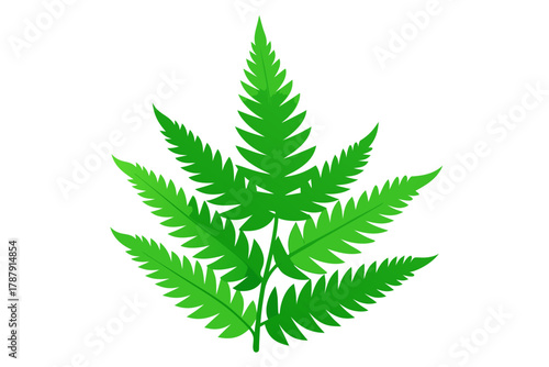 green fern leaf isolated