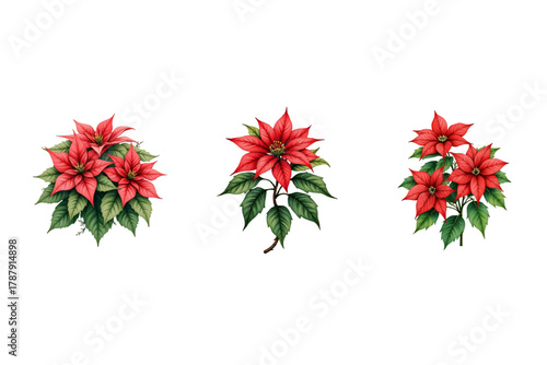 Poinsettia plant features bright red flowers along with green leaves. Floral decoration element for various festive designs, greetings and backgrounds.