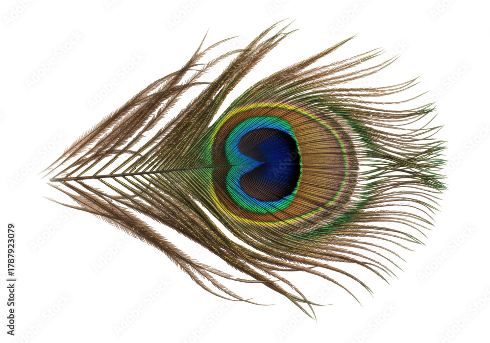 Obraz premium Isolated peacock feather single with eye pattern iridescent exotic vivid plume