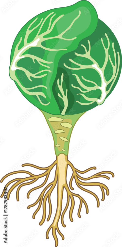 Fototapeta premium Head of cabbage with root isolated on white background 