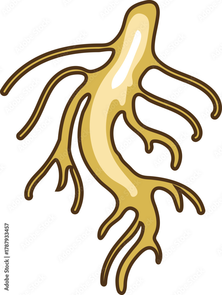 Fototapeta premium Root isolated on white background 