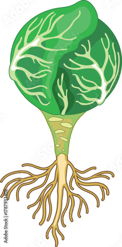 Head of cabbage with root isolated on white background	