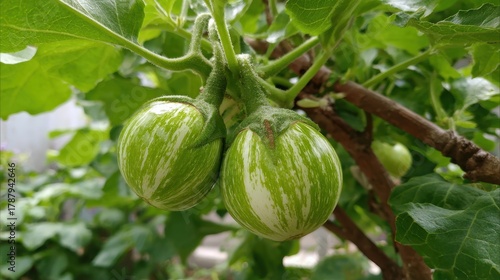 In the afternoon striped green eggplant grows in the garden often used fresh or eaten raw