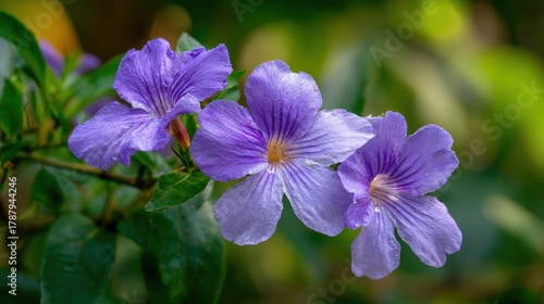 Detailed view of violet Barleria cristata flowers highlighting their delicate petals and beauty in a tropical environment