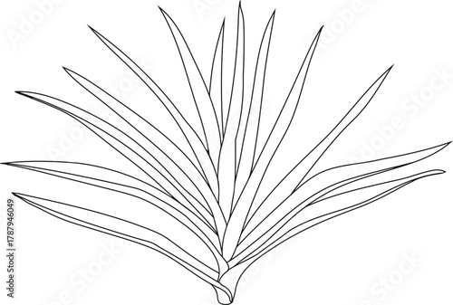Coloring page with pineapple plant (Ananas comosus) isolated on white background	