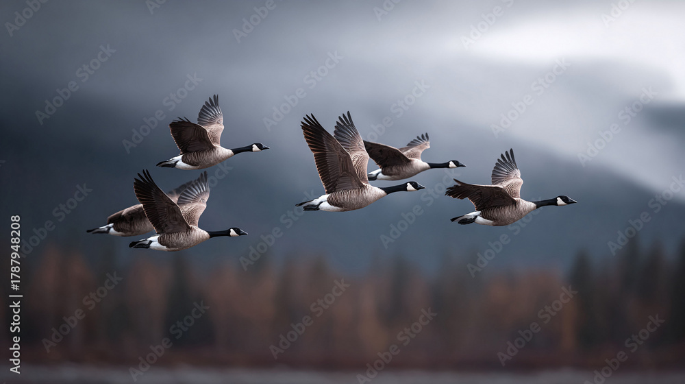 Naklejka premium Majestic geese in flight against an atmospheric backdrop. Perfect for conveying themes of migration, teamwork, freedom, or natures beauty. Inspiring and serene.