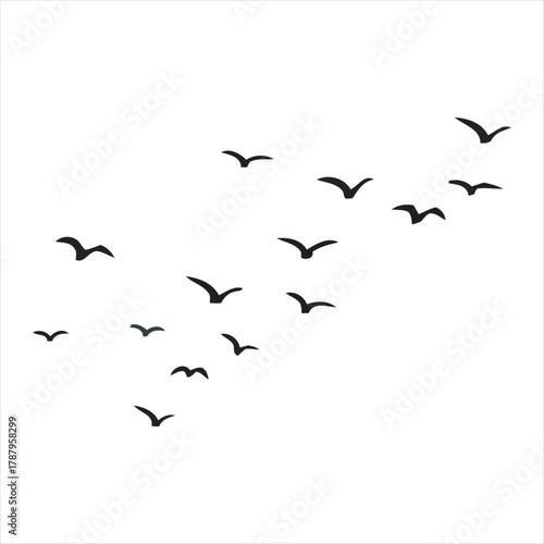 flock of birds