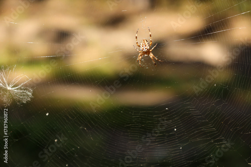 A common orb-spider (Araneus diadematus) sits in a web in the forest.