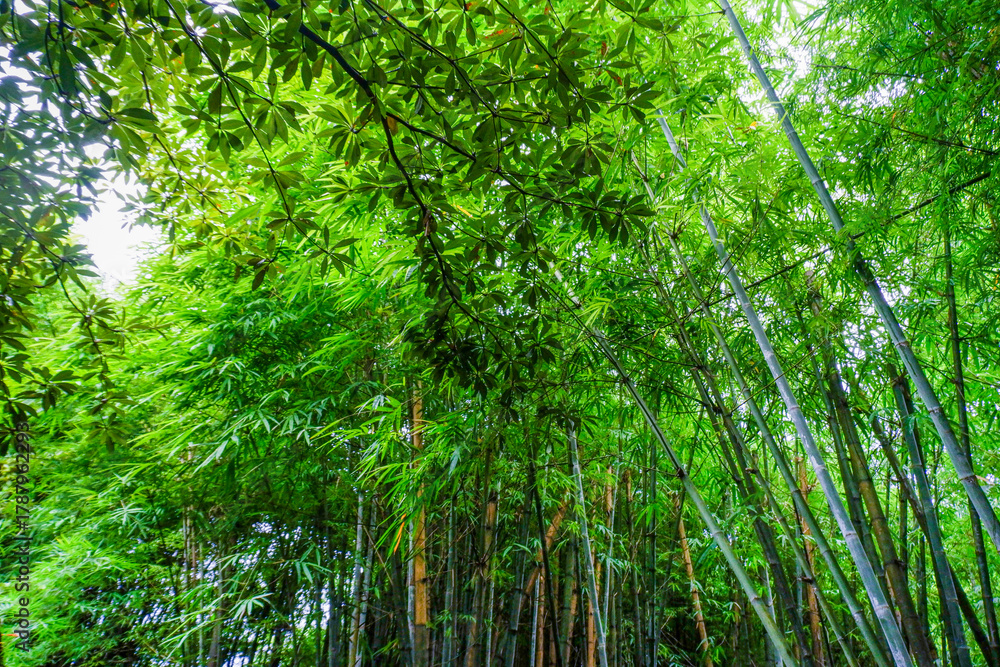 Fototapeta premium Many bamboo stalks and light beam,bamboo thick and green,bamboo forest with young Bamboos.