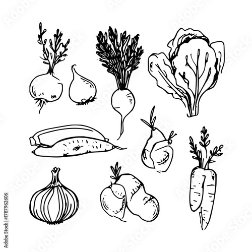 Hand drawn vegetables, organic food illustration