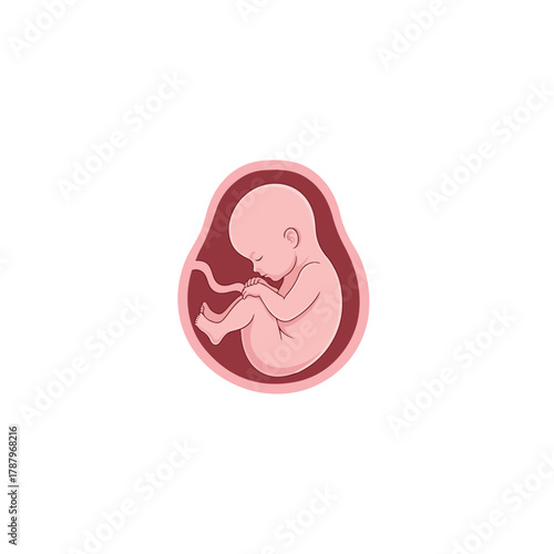 Illustration of a human fetus developing inside a mother's womb, early stage pregnancy and growth