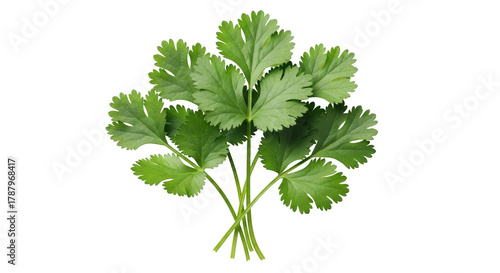 Valokuva Isolated fresh cilantro sprigs, bunch of vibrant green coriander herbs for cooki