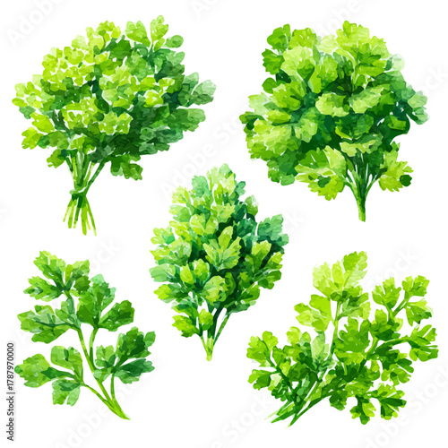 A simple Watercolor illustration, set of green bunches of parsley painting isolated on a white background, illustration, AI painting design, vector illustration set, eps format,