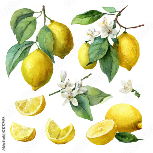 My Watercolor illustration, Yellow lemons on branches with leaves painting isolated on a white background, illustration, AI painting design, vector illustration set, eps format illustration design