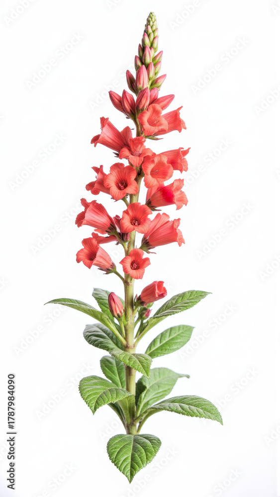 Fototapeta premium Vibrant Red Cardinal Flower (Lobelia cardinalis) Isolated on White