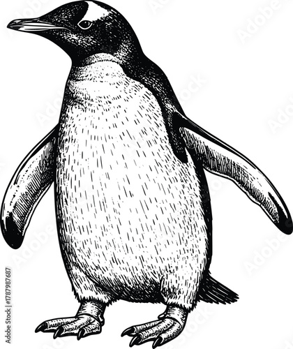 Antarctic Penguin Illustration