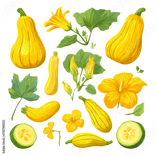 An EPS format illustration, vector, simple flat 2D icon, minimalist design, icon set, A Simple 2D Vibrant Crookneck Squash Collection illustration isolated on a white background