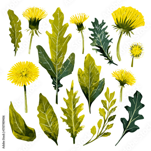 An EPS format illustration, vector, simple flat 2D icon, minimalist design, icon set, A Simple 2D Vibrant Dandelion Greens Collection illustration isolated on a white background
