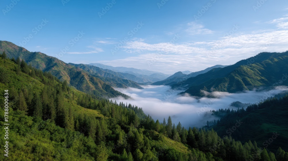 Obraz premium Early Morning Ridge Wrapped in Soft Blanket of Fog with Lush Green Landscape