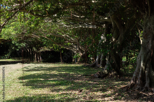 木陰に木漏れ日のある木々が並んでいる