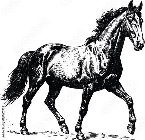 Hand Drawn Standing Horse Sketch 