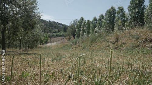  Crop field trees countryside rural nature low ground plants