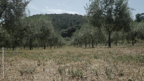 Crop field olive trees countryside rural nature low ground