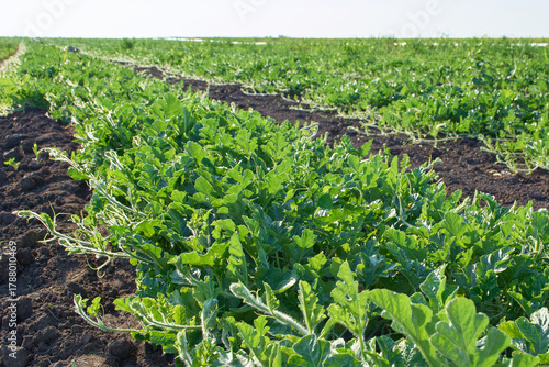 Принти на полотні rows of watermelons in the spring field