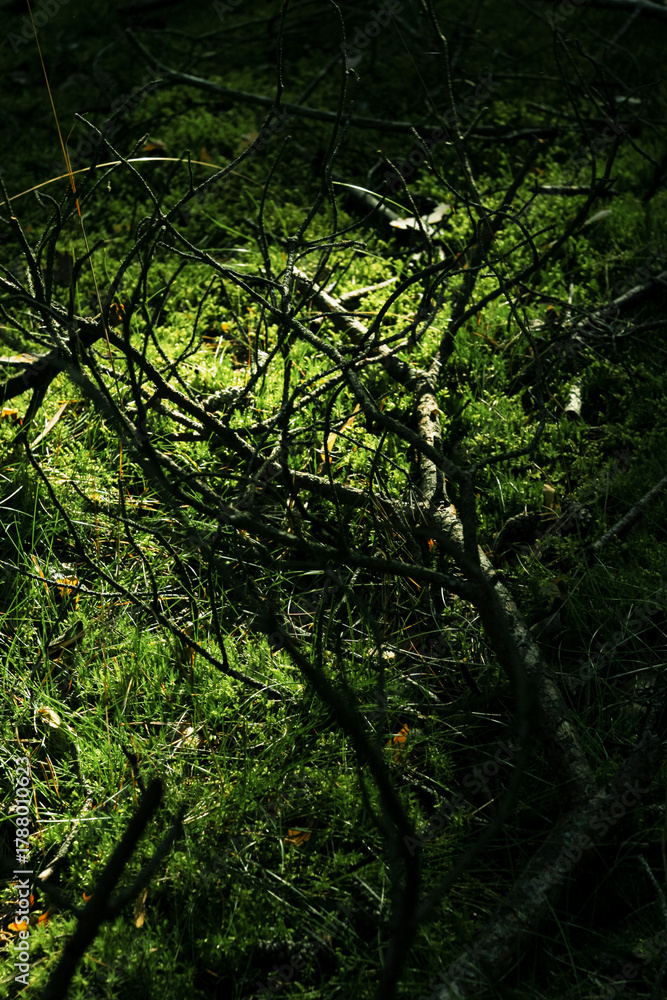 Fototapeta premium Forest Impressions – Analog-Style, Imperfect Retro Mood