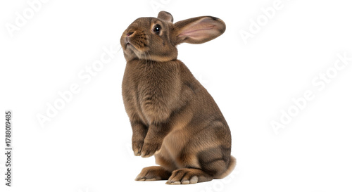 Isolated rabbit standing up, brown fur, cute, adorable, healthy domestic mammal rodent