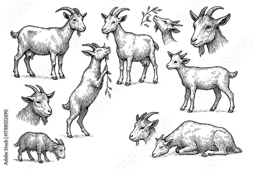 Vintage goat sketches in multiple poses, detailed black and white engraving style